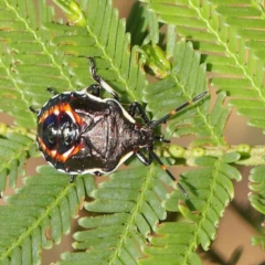 Oechalia schellenbergii (Spined Predatory Shield Bug) at O'Connor, ACT - 8 Mar 2023 by ConBoekel