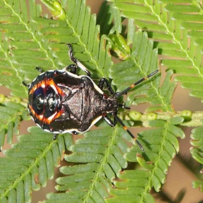 Oechalia schellenbergii (Spined Predatory Shield Bug) at Dryandra St Woodland - 8 Mar 2023 by ConBoekel