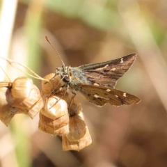 Dispar compacta (Barred Skipper) at Dryandra St Woodland - 8 Mar 2023 by ConBoekel