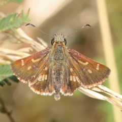 Dispar compacta (Barred Skipper) at Dryandra St Woodland - 8 Mar 2023 by ConBoekel