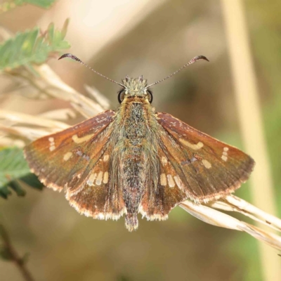 Dispar compacta (Barred Skipper) at Dryandra St Woodland - 8 Mar 2023 by ConBoekel