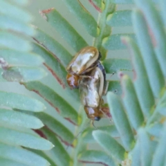 Galerucini sp. (tribe) (A galerucine leaf beetle) at Dryandra St Woodland - 8 Mar 2023 by ConBoekel