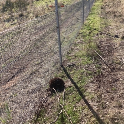 Tachyglossus aculeatus (Short-beaked Echidna) at Goorooyarroo NR (ACT) - 11 May 2023 by waltraud