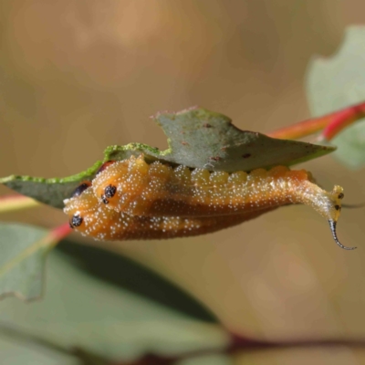 Lophyrotoma sp. (genus) (Sawfly) at O'Connor, ACT - 9 Mar 2023 by ConBoekel