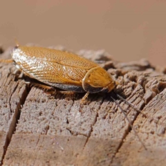 Ellipsidion humerale (Common Ellipsidion) at Dryandra St Woodland - 8 Mar 2023 by ConBoekel