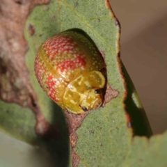 Paropsisterna fastidiosa (Eucalyptus leaf beetle) at O'Connor, ACT - 9 Mar 2023 by ConBoekel