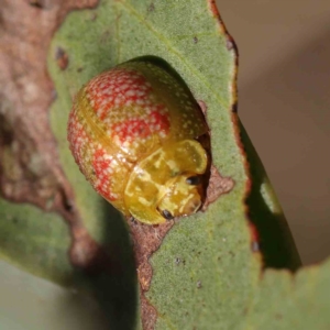 Paropsisterna fastidiosa at O'Connor, ACT - 9 Mar 2023