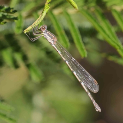 Austrolestes leda (Wandering Ringtail) at Dryandra St Woodland - 8 Mar 2023 by ConBoekel