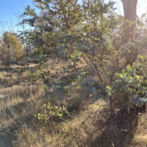 Acacia baileyana at Watson, ACT - 10 May 2023