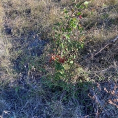 Cotoneaster pannosus (Cotoneaster) at Watson, ACT - 10 May 2023 by waltraud