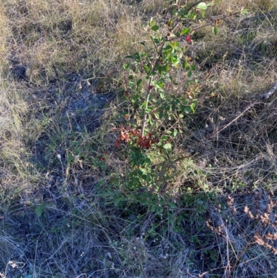 Cotoneaster pannosus (Cotoneaster) at Mount Majura - 10 May 2023 by waltraud