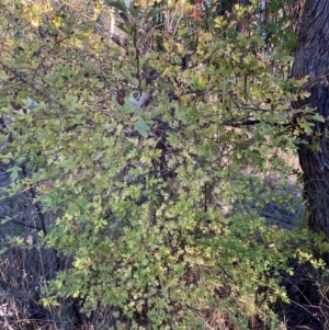 Crataegus monogyna at Watson, ACT - 10 May 2023