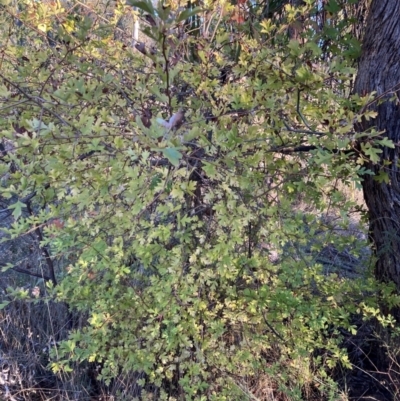 Crataegus monogyna (Hawthorn) at Watson, ACT - 10 May 2023 by waltraud