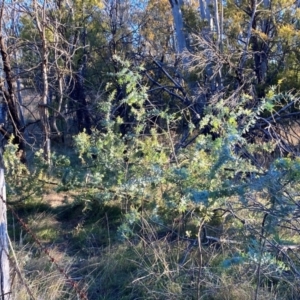 Acacia baileyana at Watson, ACT - 10 May 2023