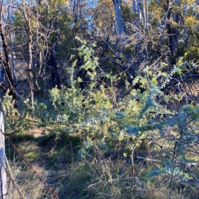 Acacia baileyana (Cootamundra Wattle, Golden Mimosa) at Mount Majura - 10 May 2023 by waltraud