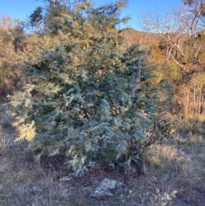 Acacia baileyana at Watson, ACT - 10 May 2023