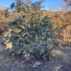Acacia baileyana (Cootamundra Wattle, Golden Mimosa) at Mount Majura - 10 May 2023 by waltraud