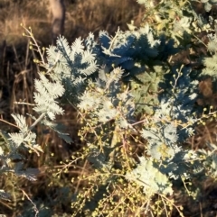 Acacia baileyana (Cootamundra Wattle, Golden Mimosa) at Watson, ACT - 10 May 2023 by waltraud