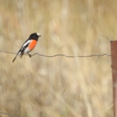 Petroica boodang (Scarlet Robin) at Lions Youth Haven - Westwood Farm A.C.T. - 12 May 2023 by HelenCross