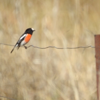 Petroica boodang (Scarlet Robin) at Lions Youth Haven - Westwood Farm - 12 May 2023 by HelenCross