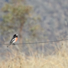 Petroica boodang at Stromlo, ACT - 12 May 2023 11:42 AM