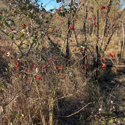 Rosa rubiginosa (Sweet Briar, Eglantine) at Mount Majura - 10 May 2023 by waltraud