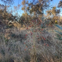 Rosa rubiginosa (Sweet Briar, Eglantine) at Watson, ACT - 10 May 2023 by waltraud