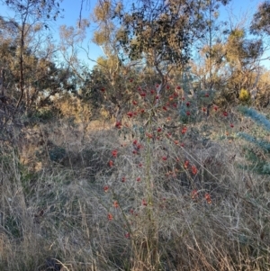 Rosa rubiginosa at Watson, ACT - 10 May 2023 04:10 PM