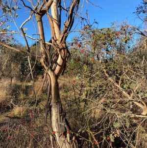 Rosa rubiginosa at Watson, ACT - 10 May 2023