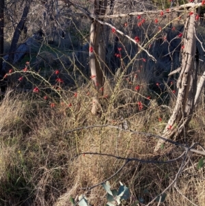 Rosa rubiginosa at Watson, ACT - 10 May 2023 04:04 PM