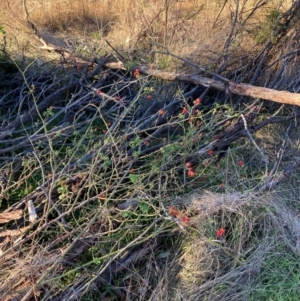 Rosa rubiginosa at Watson, ACT - 10 May 2023