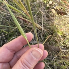 Setaria parviflora (Slender Pigeon Grass) at Aranda Bushland - 12 May 2023 by lbradley