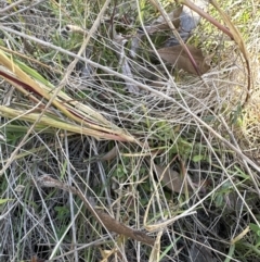 Setaria parviflora at Aranda, ACT - 12 May 2023 01:36 PM