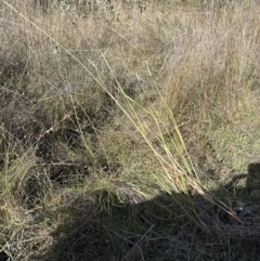 Setaria parviflora at Aranda, ACT - 12 May 2023 01:36 PM