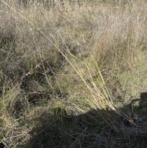 Setaria parviflora at Aranda, ACT - 12 May 2023 01:36 PM