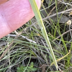 Setaria parviflora at Aranda, ACT - 12 May 2023 01:36 PM