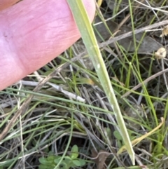 Setaria parviflora at Aranda, ACT - 12 May 2023