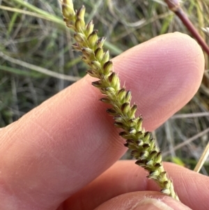 Setaria parviflora at Aranda, ACT - 12 May 2023 01:36 PM