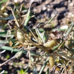 Xanthium spinosum (Bathurst Burr) at Bobundara, NSW - 12 May 2023 by trevorpreston