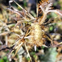 Xanthium spinosum at Bobundara, NSW - 12 May 2023