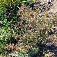 Xanthium spinosum at Bobundara, NSW - 12 May 2023