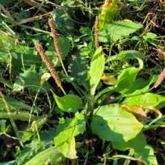 Plantago major (Greater Plantain) at Bobundara, NSW - 12 May 2023 by trevorpreston