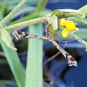 Sinpunctiptilia emissalis at Bobundara, NSW - 12 May 2023