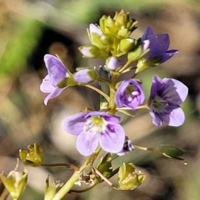 Veronica anagallis-aquatica (Blue Water Speedwell) at Bobundara, NSW - 12 May 2023 by trevorpreston