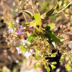 Veronica anagallis-aquatica at Bobundara, NSW - 12 May 2023