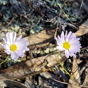 Brachyscome rigidula at Bobundara, NSW - 12 May 2023 12:20 PM