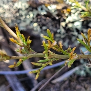 Brachyscome rigidula at Bobundara, NSW - 12 May 2023 12:20 PM