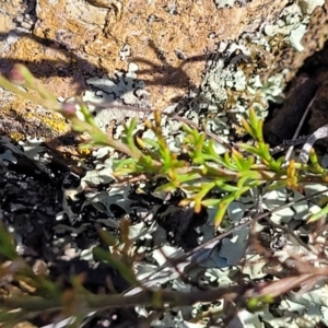 Brachyscome rigidula at Bobundara, NSW - 12 May 2023 12:20 PM