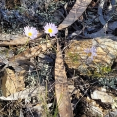 Brachyscome rigidula at Bobundara, NSW - 12 May 2023 12:20 PM