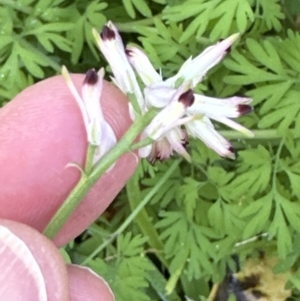 Fumaria capreolata at Aranda, ACT - 12 May 2023 12:55 PM